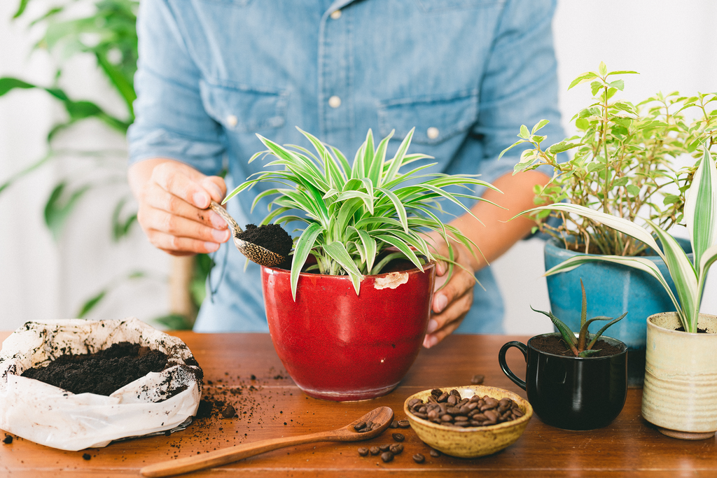 Perk Up Your Garden: Harnessing the Power of Coffee Grounds